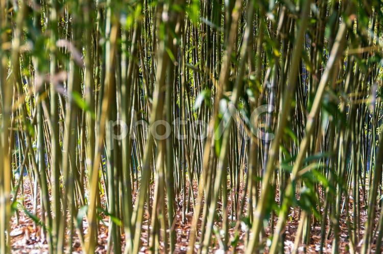 竹林の風景 竹,竹林,タケの写真素材