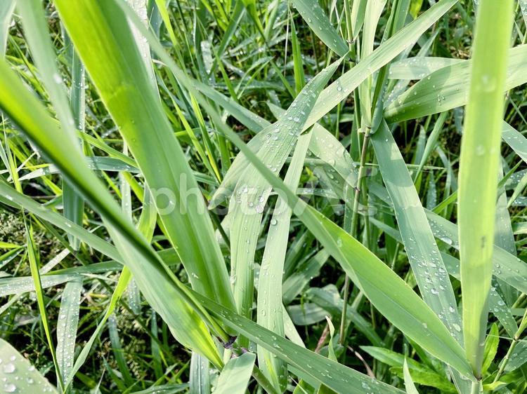 水滴がついた草 草,雑草,朝露の写真素材