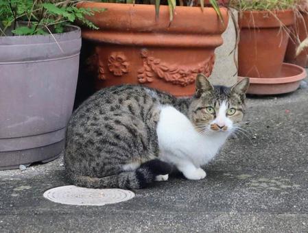 片隅で寛ぐの写真