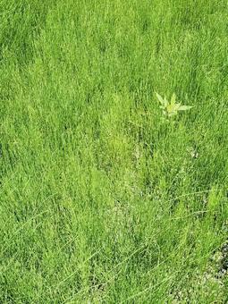 緑の絨毯 自然,植物,イメージの写真素材
