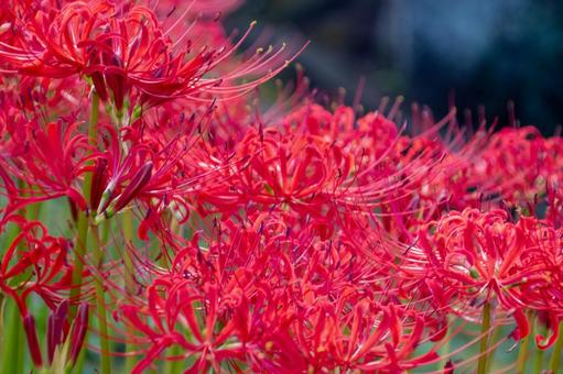 満開の彼岸花の写真