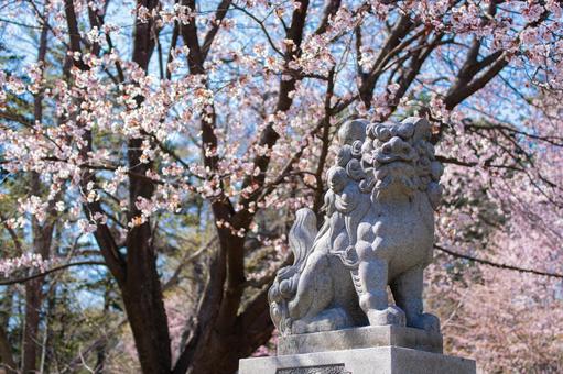 狛犬と桜 狛犬と桜の写真