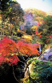 紅葉 紅葉の写真