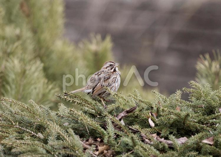 メキシコマシコのメス 動物,鳥,鳥類の写真素材