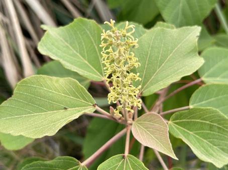 アカメガシワの花芽の写真