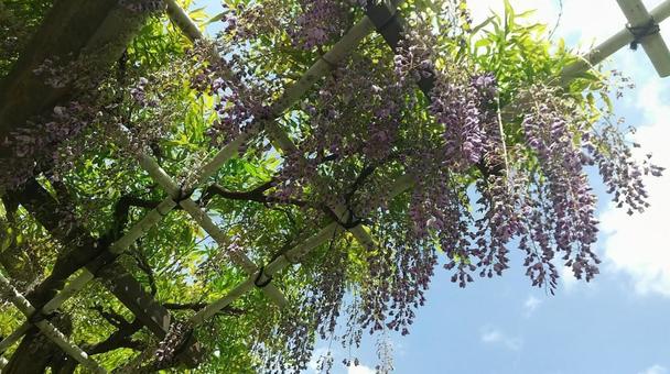 フジの花 フジの花の写真