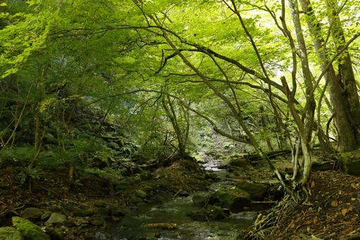 福島の新緑 福島の新緑 新緑,緑,自然の写真素材