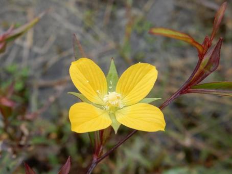 【花の写真】ヒレタゴボウ(鰭田牛蒡) 【花の写真】ヒレタゴボウ(鰭田牛蒡) ヒレタゴボウ,鰭田牛蒡,植物の写真素材