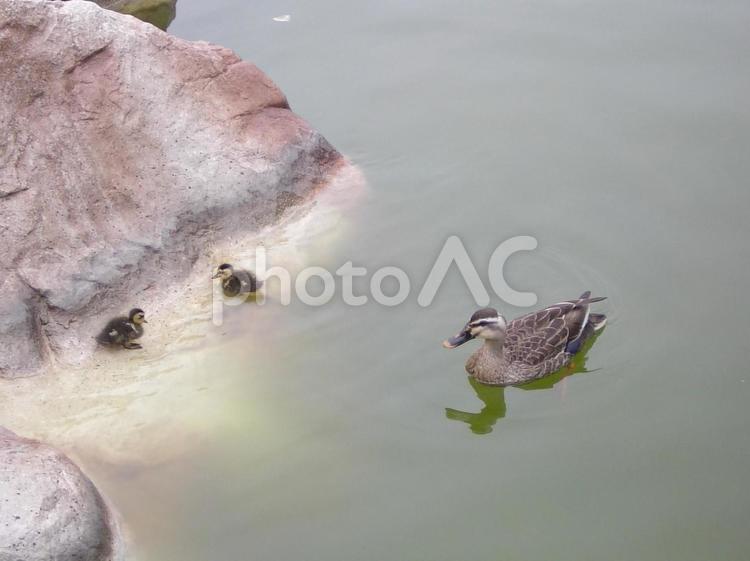 子供を見守るカモ 生き物,自然,風景の写真素材