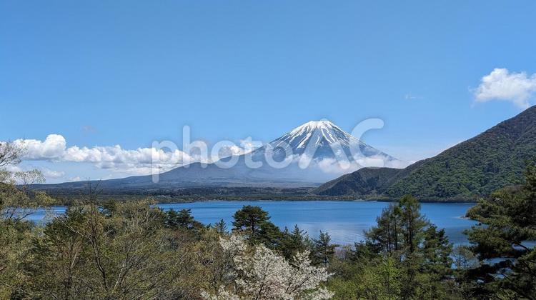 千円札と同じ風景の本栖湖と富士山 本栖湖,富士山,湖畔の写真素材