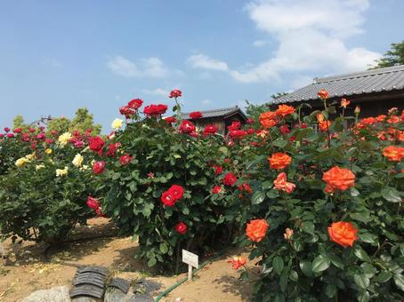 バラ公園 バラ公園の写真