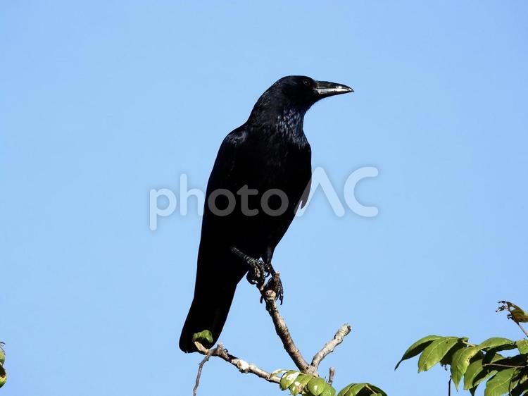 木の先端につかまるカラス 鳥,野鳥,カラスの写真素材