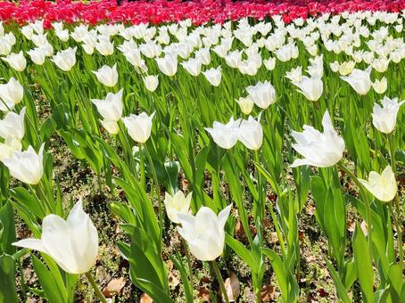 White and red tulip fields, JPG White and red tulip fields, JPG
