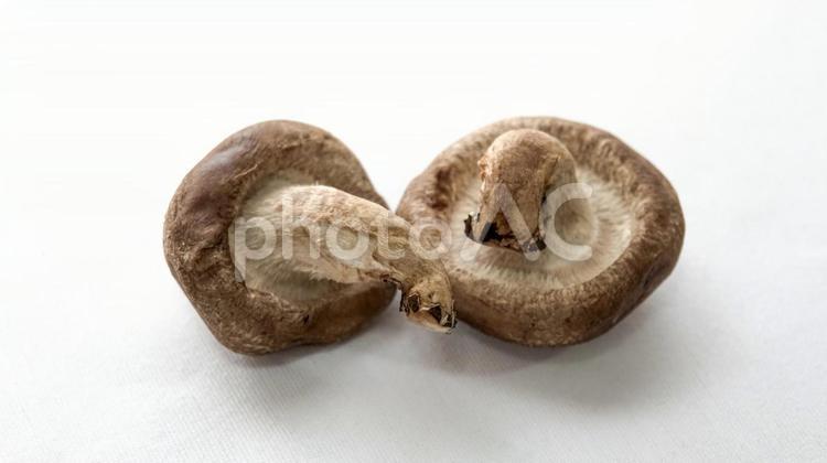 ２つのシイタケ シイタケ,椎茸,きのこの写真素材