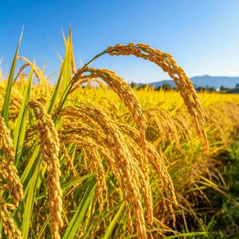 秋の実りを迎えた稲穂　黄金色に輝く田んぼの写真