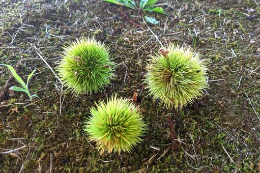 Photo, chestnut, unfinished fruit, small fall, 