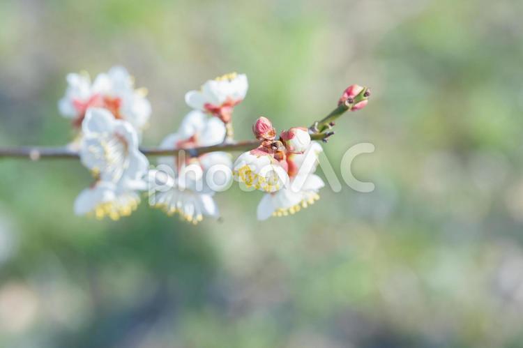 春を告げる白梅の花 梅,白梅,花の写真素材