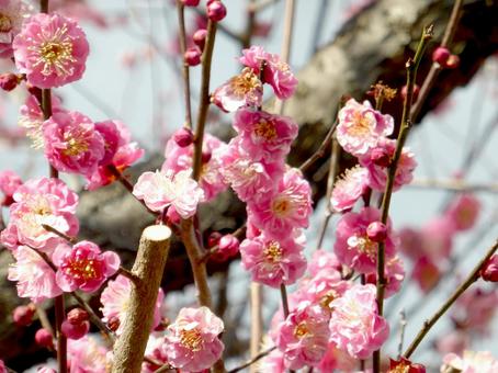 2月、咲き始めた庭木の紅梅・拡大 2月、咲き始めた庭木の紅梅・拡大 梅,梅の花,梅の木の写真素材