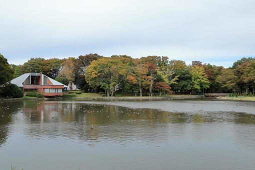 つくば市の洞峰公園の池の見える風景 洞峰公園,つくば市,洞峰沼の写真素材