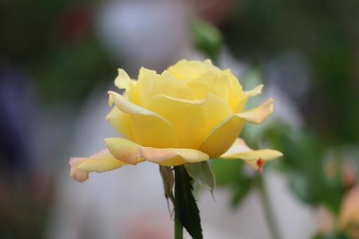 黄色い花びらのバラの花のアップ 黄色い花びらのバラの花のアップの写真