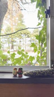 窓から見える風景　ツタの緑とトウモロコシ 蔦,窓,自然光の写真素材