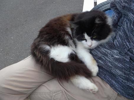 田代島の女王猫?(2) 田代島の女王猫?(2)の写真