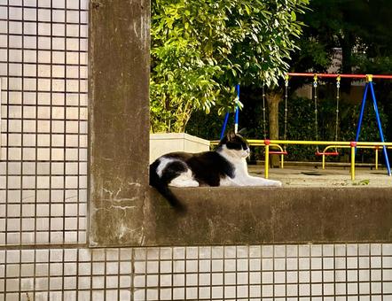 公園でくつろぐ黒ぶちの野良猫 猫,ネコ,動物の写真素材