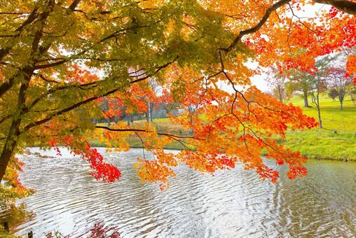 清水公園の紅葉 清水公園の紅葉,紅葉,清水公園の写真素材