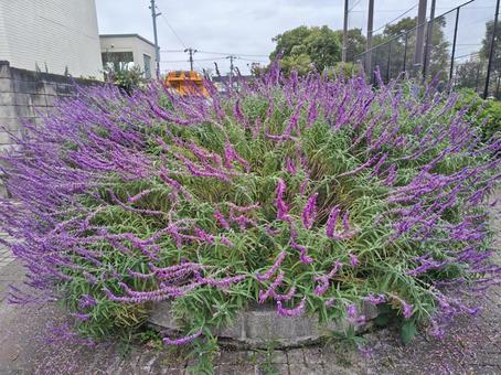 アメジストセージ アメジストセージ 江戸川区,西葛西,早朝の写真素材