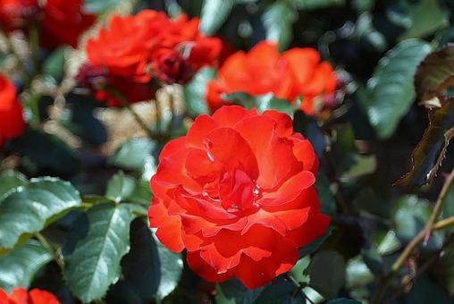 Photo, hyōgo prefecture, aramaki rose park, early summer, 