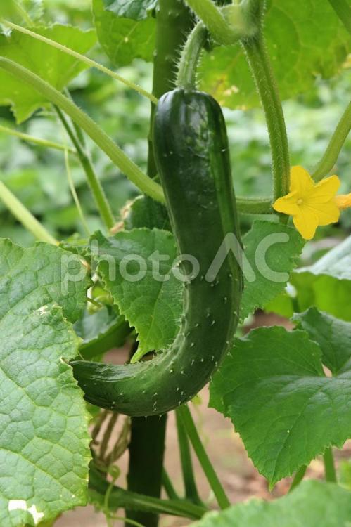大きなきゅうりときゅうりの花 野菜,きゅうり,キュウリの写真素材