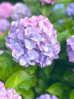 紫陽花 紫陽花の写真