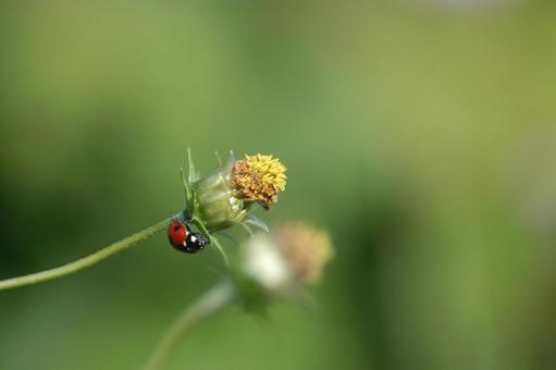 センダングサとてんとう虫 花,昆虫,センダングサの写真素材