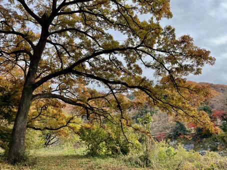長瀞の山々と大きな木を包む秋景色 長瀞,大木,黄葉の写真素材