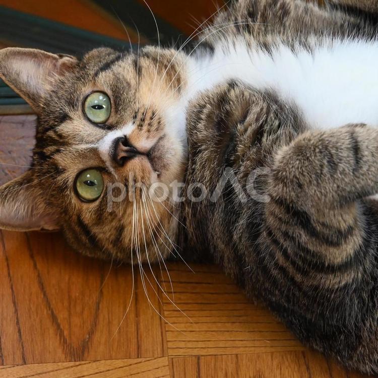 猫（うちの猫） ネコ,ねこ,振り向くねこの写真素材