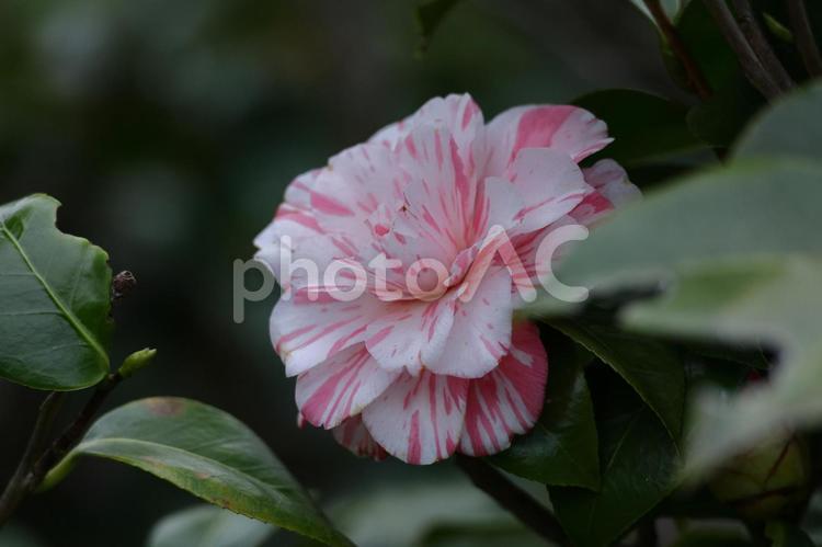厳冬に凛と咲く 椿,花,ツバキ科の植物の写真素材