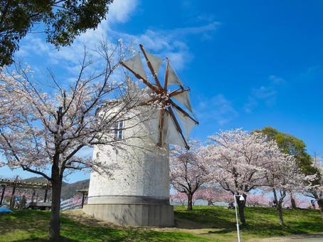 春イメージ〜満開の桜の木と風車 春イメージ〜満開の桜の木と風車 サクラ,桜,春イメージの写真素材