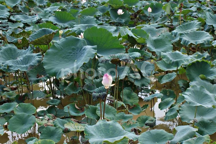 蓮 蓮,つぼみ,ピンクの写真素材