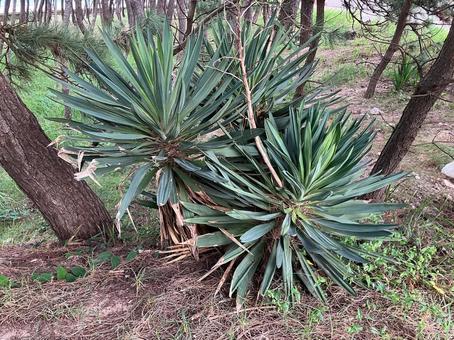 松林に生えたアツバキミガヨラン 植物,アツバキミガヨラン,松林の写真素材