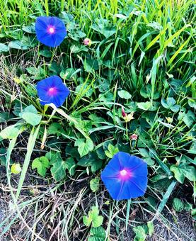 朝顔の花の写真