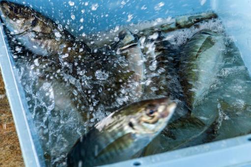 水揚げされた鮮魚9(田原市) 水揚げされた鮮魚9(田原市) アジ,伊良湖,田原市の写真素材