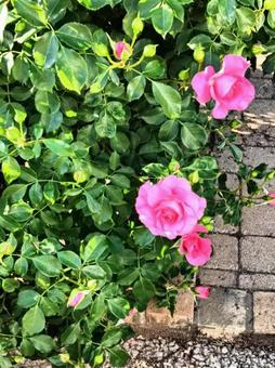 ピンクの花33 ピンクの花33の写真