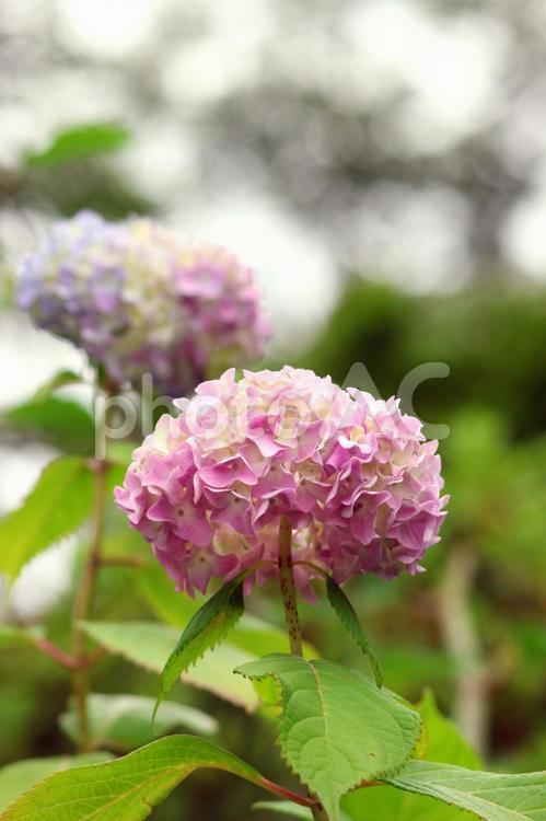アジサイ 美しい,庭,花の写真素材