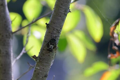 ミンミンゼミ ミンミンゼミ,セミ,蝉の写真素材