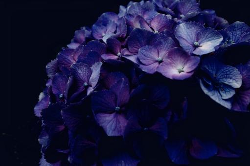 hydrangea, JPG hydrangea, JPG