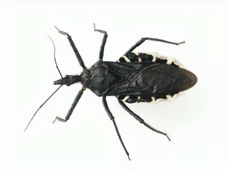 Photo, bug, beetle, sashi turtle, 