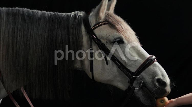 人の手と美しい白馬 馬,馬の顔,上半身の写真素材