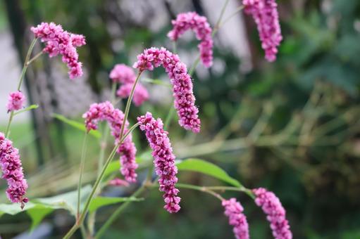 赤いオオケタゲの花のアップ 赤い,オオケタゲ,花の写真素材