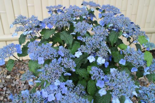 紫陽花5 紫陽花,あじさい,アジサイの写真素材