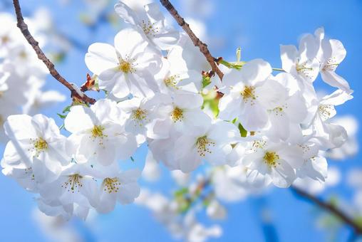 青空と桜 桜,花,ソメイヨシノの写真素材